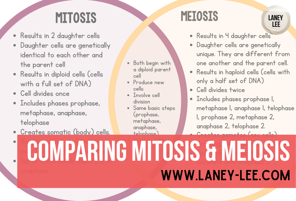 Detail Gambar Mitosis Dan Meiosis Nomer 48