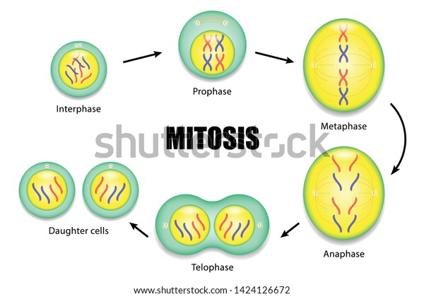 Detail Gambar Mitosis Dan Meiosis Nomer 50