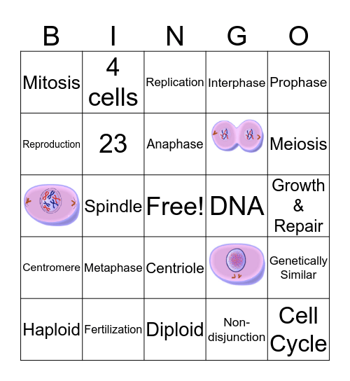 Detail Gambar Mitosis Dan Meiosis Nomer 55