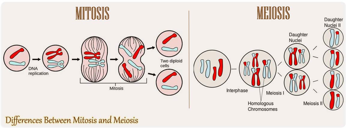 Detail Gambar Mitosis Dan Meiosis Nomer 8