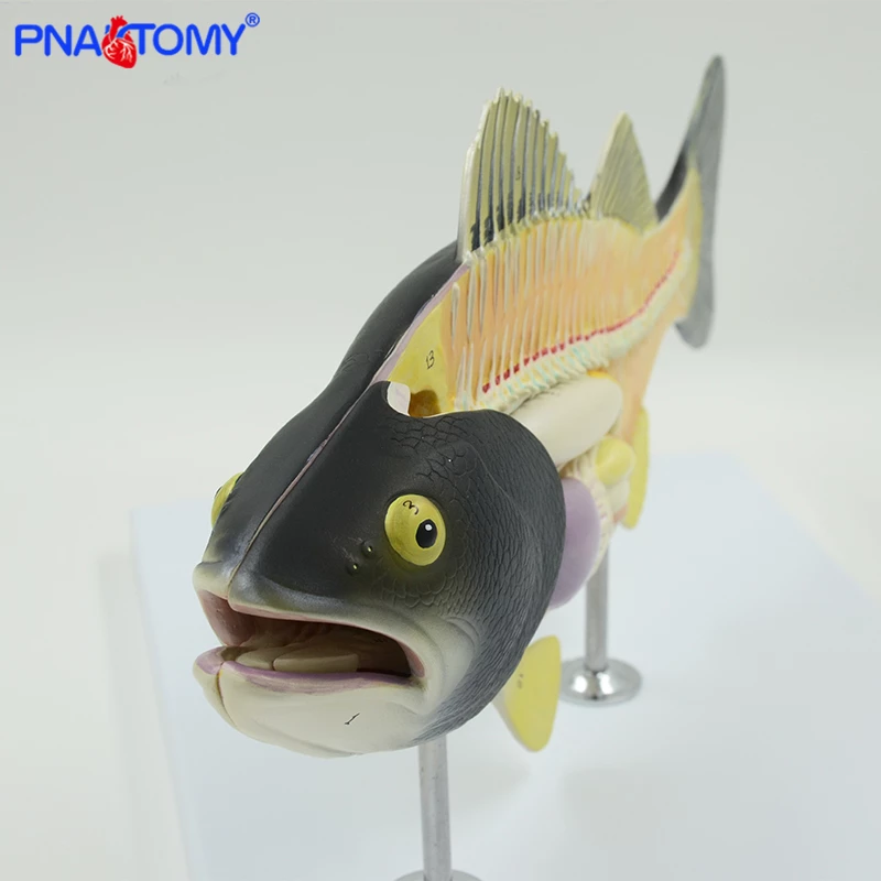Detail Gambar Model Hewan Nomer 57