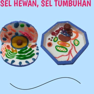 Detail Gambar Model Sel Hewan Nomer 30