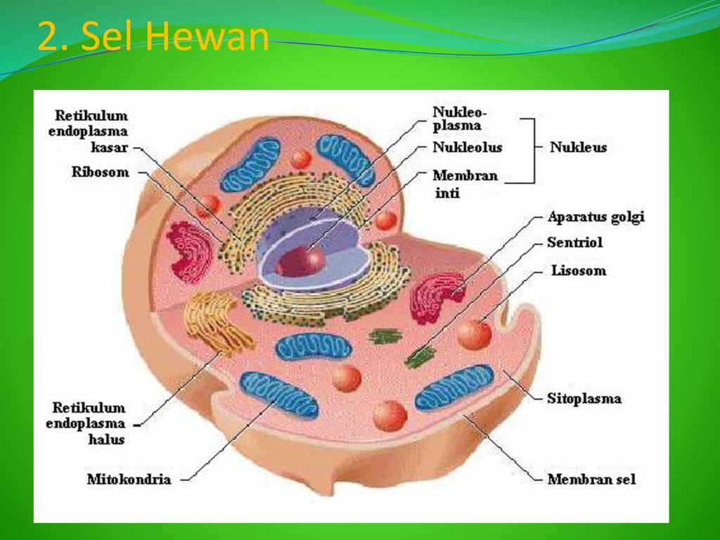 Detail Gambar Model Sel Hewan Nomer 55