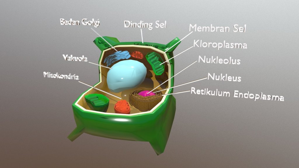 Detail Gambar Model Sel Tumbuhan Nomer 4