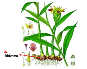Detail Gambar Modifikasi Batang Rhizoma Nomer 12
