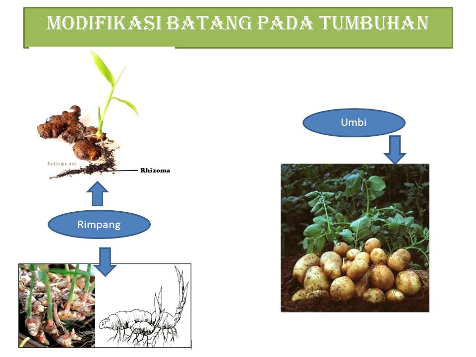 Detail Gambar Modifikasi Batang Rhizoma Nomer 16