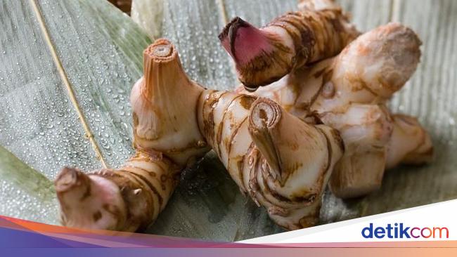 Detail Gambar Modifikasi Batang Rhizoma Nomer 28