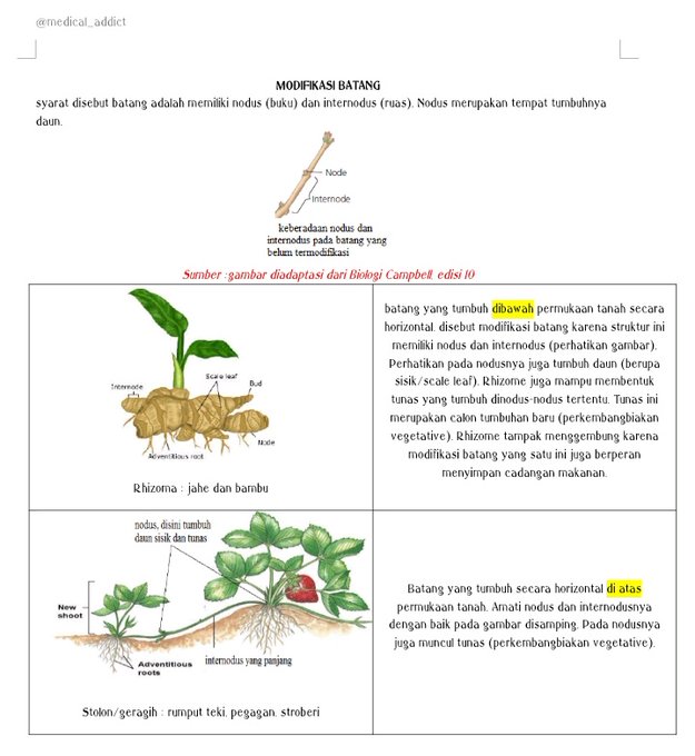 Detail Gambar Modifikasi Batang Rhizoma Nomer 29