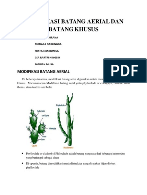 Detail Gambar Modifikasi Batang Rhizoma Nomer 36