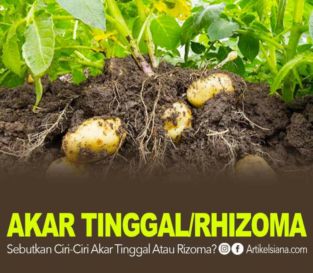 Detail Gambar Modifikasi Batang Rhizoma Nomer 47