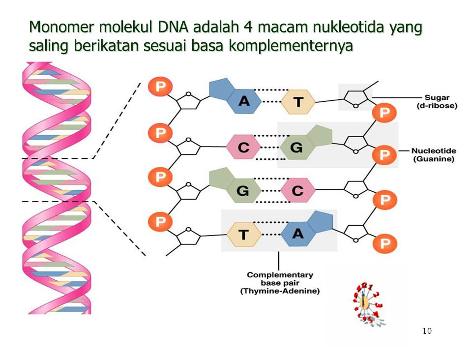 Gambar Molekul Dna - KibrisPDR