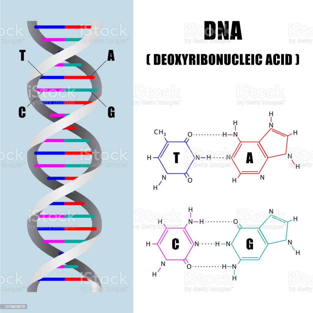 Detail Gambar Molekul Dna Nomer 24