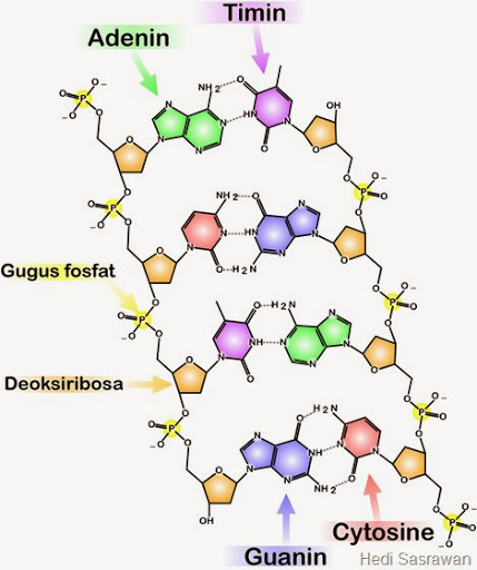 Detail Gambar Molekul Dna Nomer 26