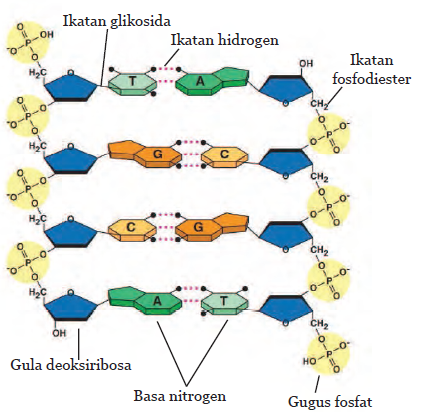 Detail Gambar Molekul Dna Nomer 35