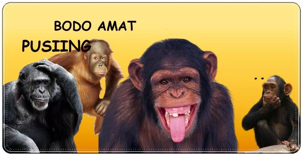 Detail Gambar Monkey Lucu Nomer 8