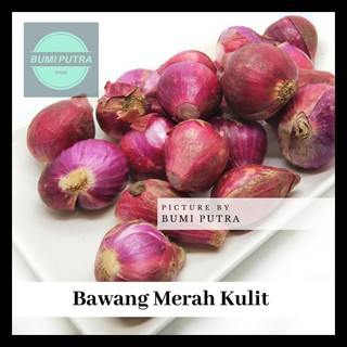 Detail Gambar Monokotil Bawang Merah Nomer 24