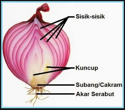 Detail Gambar Monokotil Bawang Merah Nomer 38