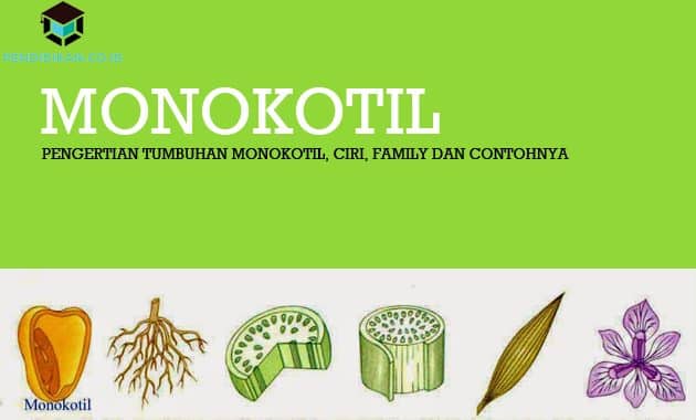 Detail Gambar Monokotil Bunga Matahari Nomer 27