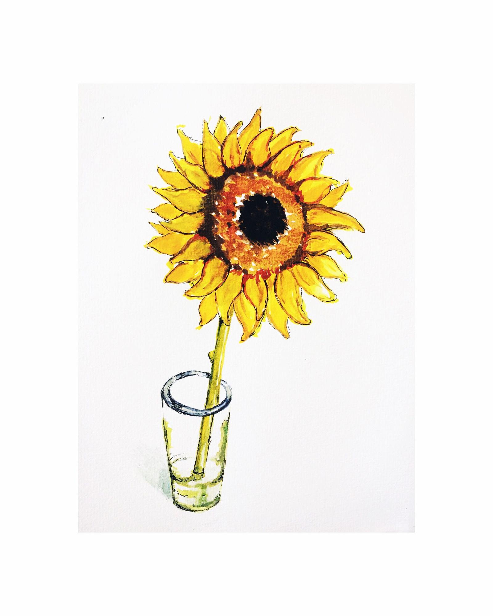 Detail Gambar Monokotil Bunga Matahari Nomer 49