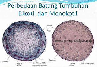 Detail Gambar Monokotil Dan Dikotil Nomer 35