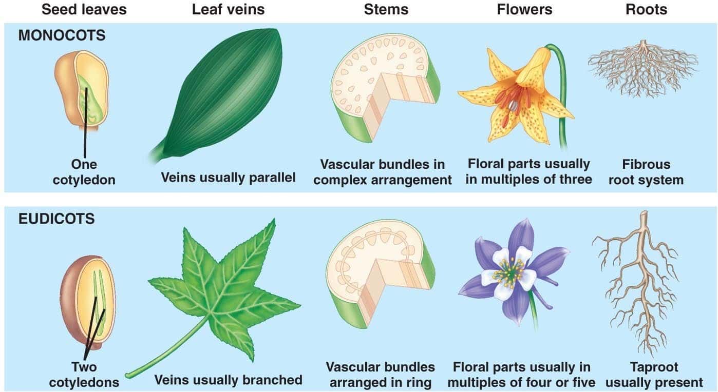 Detail Gambar Monokotil Dan Dikotil Nomer 51
