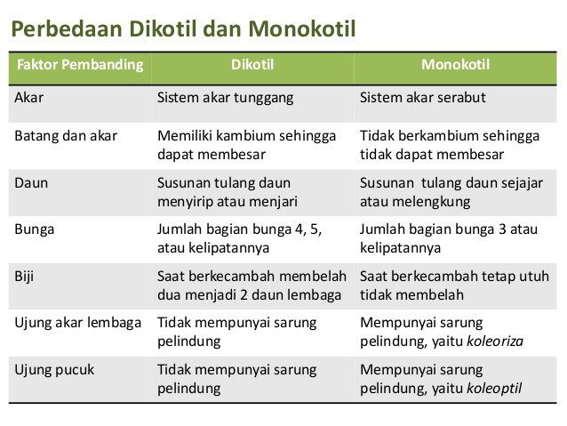 Download Gambar Monokotil Kembang Sepatu Nomer 39