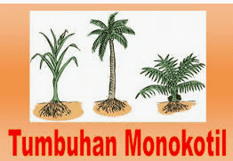 Download Gambar Monokotil Pohon Pisang Nomer 22