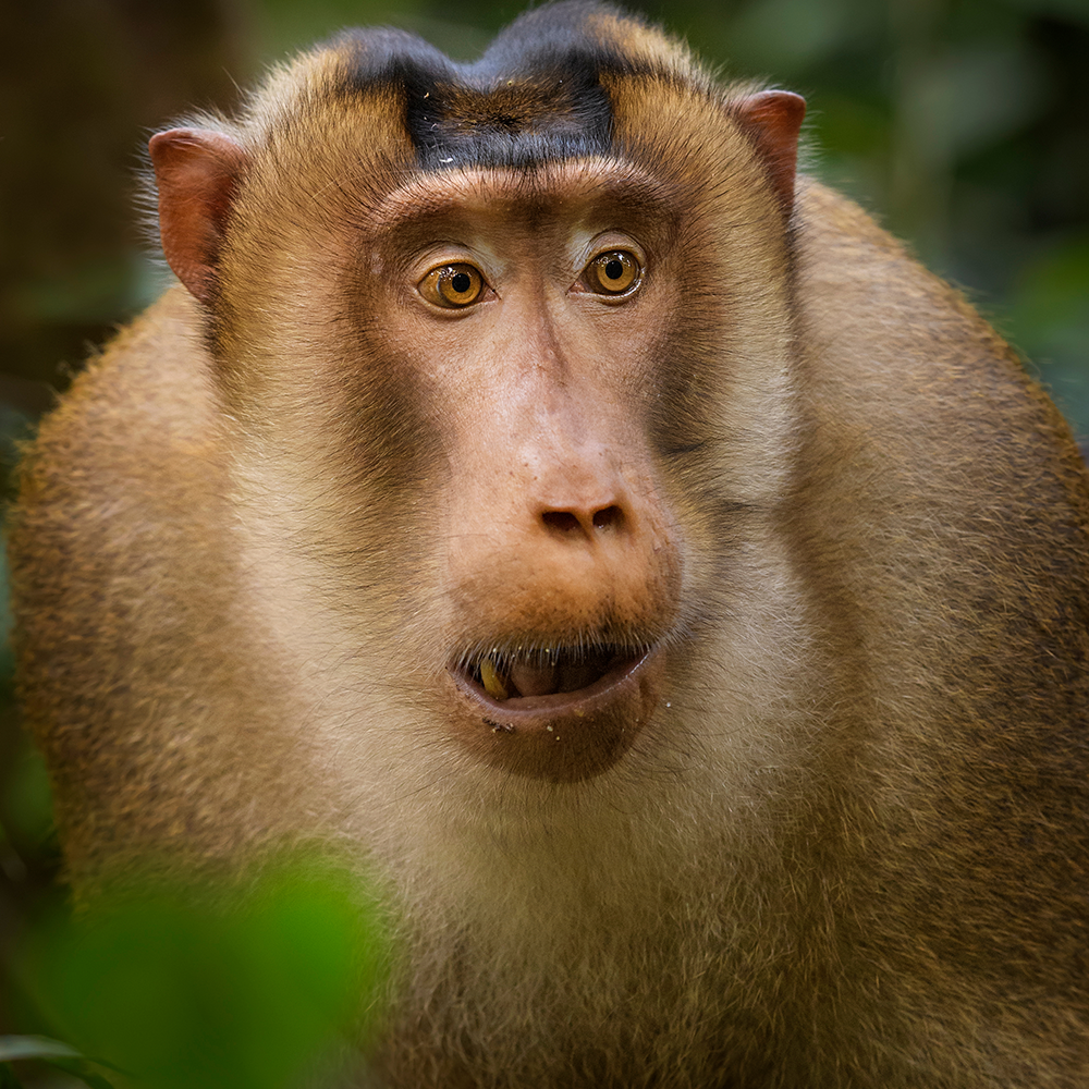 Detail Gambar Monyet Nomer 42