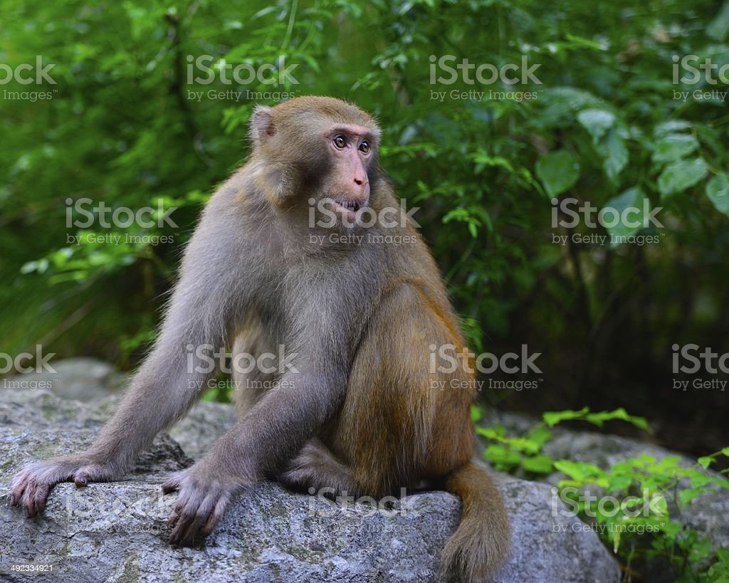 Detail Gambar Monyet Bergerak Nomer 21