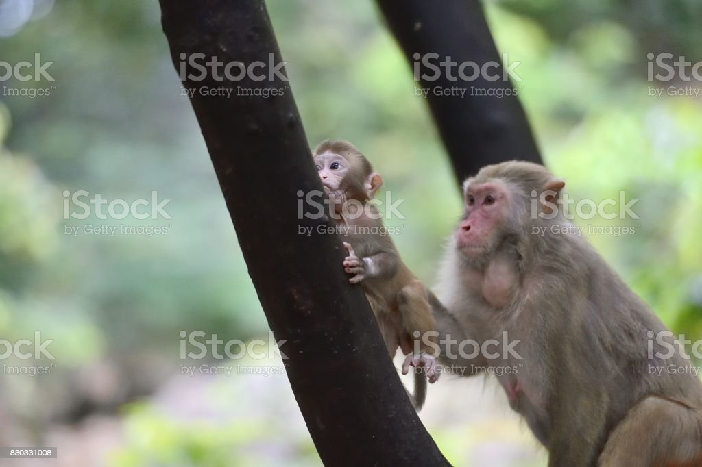 Detail Gambar Monyet Bergerak Nomer 26