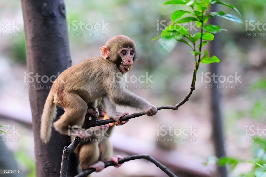 Detail Gambar Monyet Bergerak Nomer 32