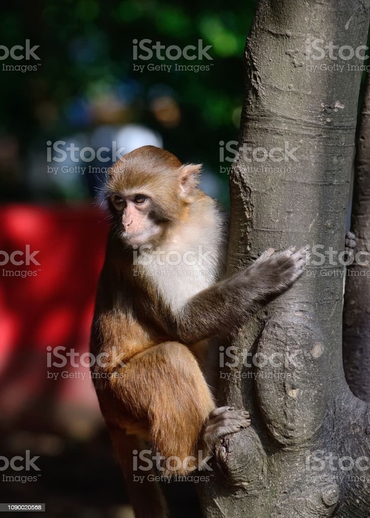Detail Gambar Monyet Bergerak Nomer 33