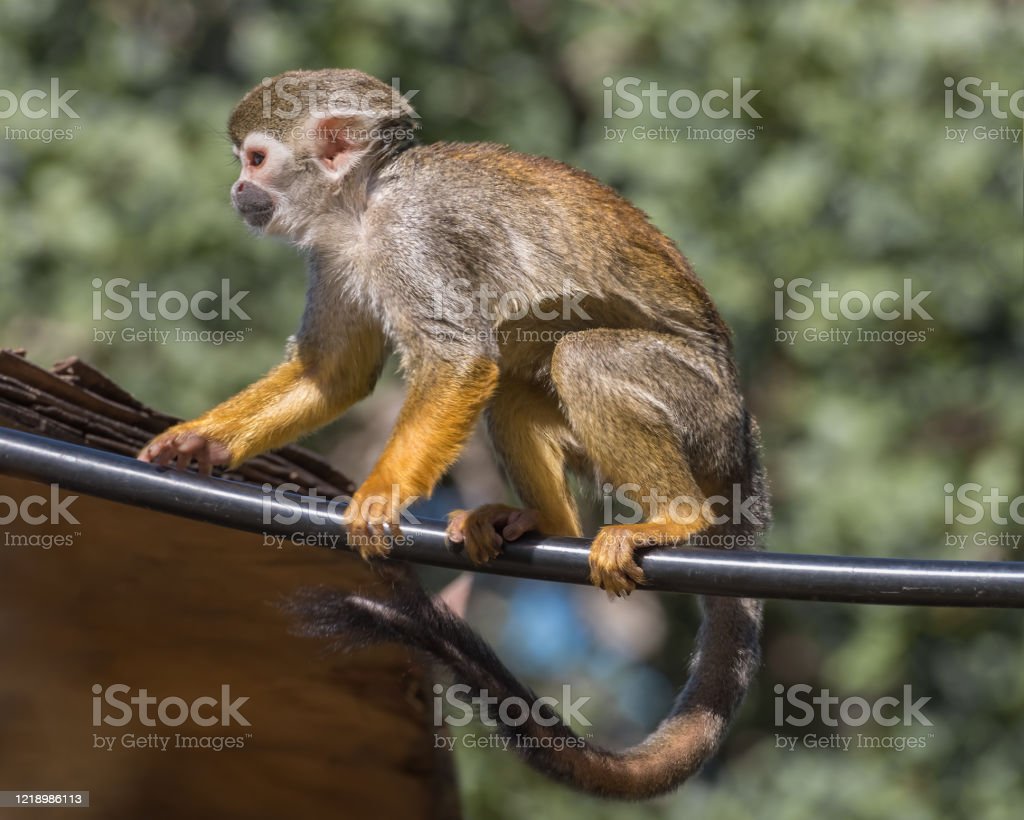 Detail Gambar Monyet Bergerak Nomer 36