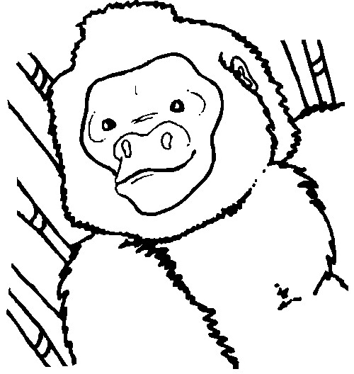 Detail Gambar Monyet Bergerak Nomer 43