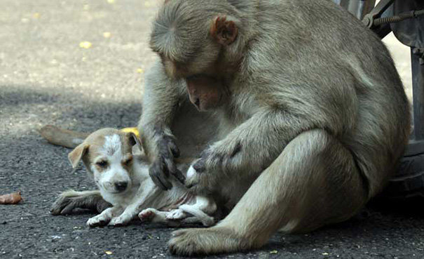 Detail Gambar Monyet Dan Anjing Nomer 11