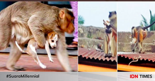 Detail Gambar Monyet Dan Anjing Nomer 18
