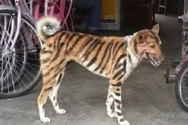 Detail Gambar Monyet Dan Anjing Nomer 25