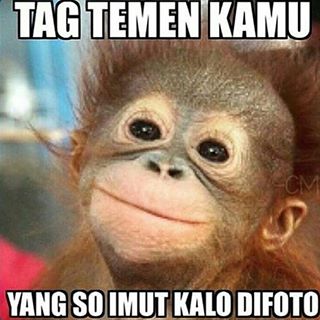 Detail Gambar Monyet Dan Anjing Gambar Monyet Gokil Nomer 25