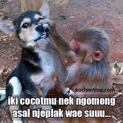 Detail Gambar Monyet Dan Anjing Gambar Monyet Gokil Nomer 4