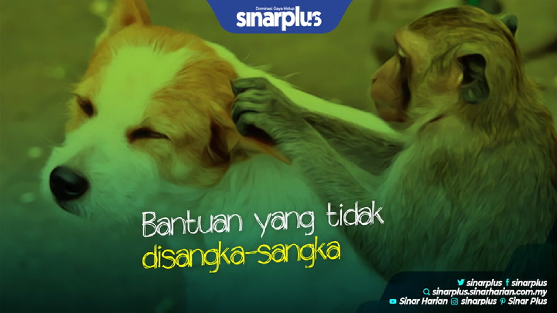 Detail Gambar Monyet Dan Anjing Gambar Monyet Gokil Nomer 41