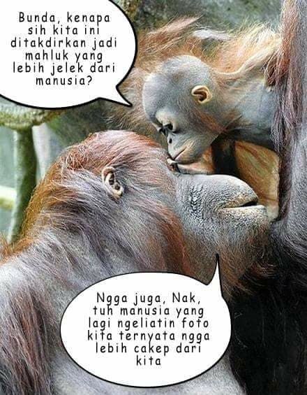 Detail Gambar Monyet Dan Anjing Gambar Monyet Gokil Nomer 7