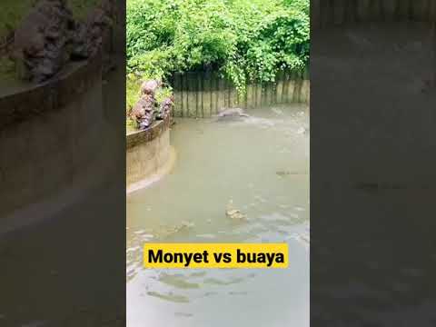 Detail Gambar Monyet Dan Buaya Nomer 38