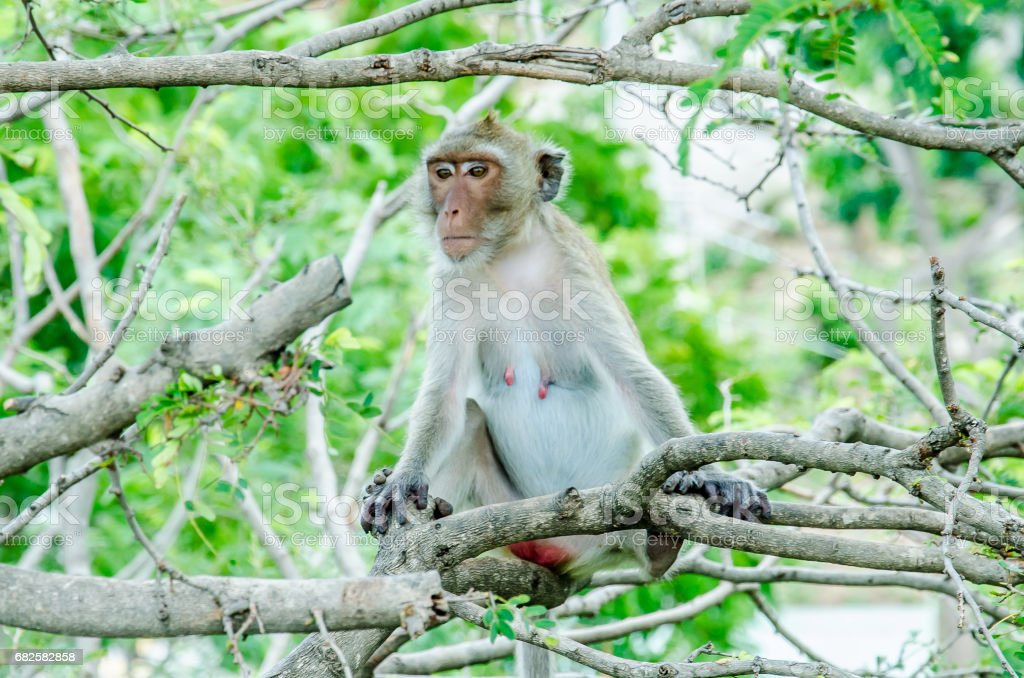 Detail Gambar Monyet Di Pohon Nomer 2