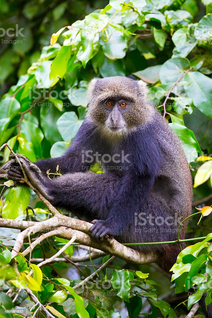 Detail Gambar Monyet Di Pohon Nomer 16