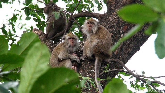Detail Gambar Monyet Di Pohon Nomer 18