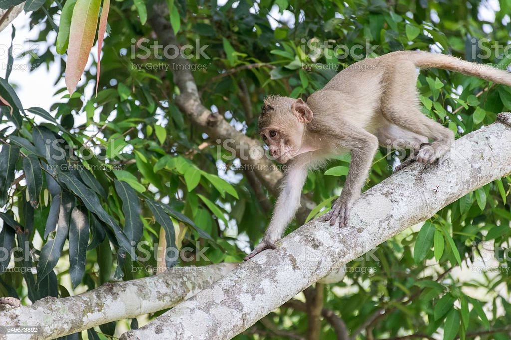 Detail Gambar Monyet Di Pohon Nomer 21