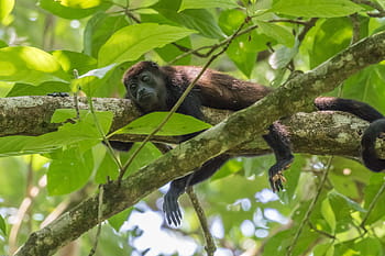 Detail Gambar Monyet Di Pohon Nomer 41