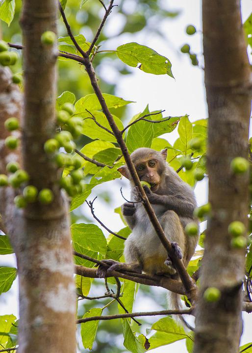Detail Gambar Monyet Di Pohon Nomer 55