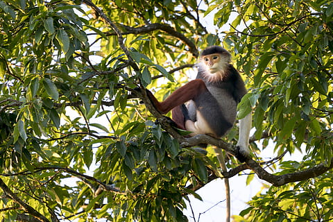 Detail Gambar Monyet Di Pohon Nomer 56