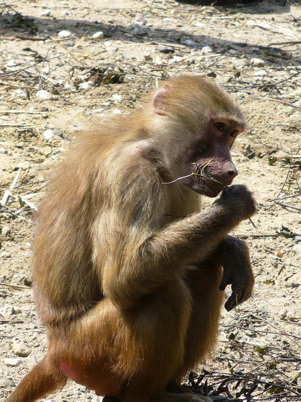 Detail Gambar Monyet Duduk Nomer 11